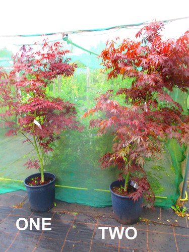 6ft inc pot 25litre - pot,