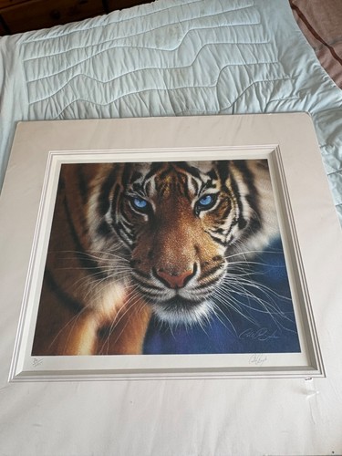 Collin bogle blue - collin, tiger