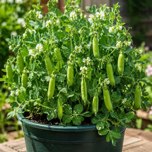 Hardy winter dwarf - winter,