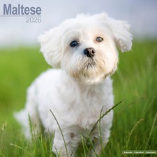 Maltese 2026 Calendar | Dog Breed Gift Wall 15% OFF MULTI ORDERS
