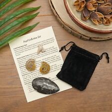 Fossil Gift Set Ammonite Pair, Shark Tooth, Orthoceras Collectible Prehistoric