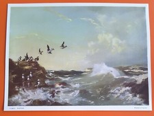 Vintage Retro 1950s Vernon Ward Puffins Bird Print Picture Original S&W Rare