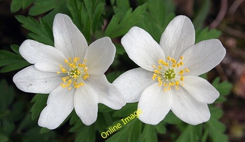 Photo 6x4 wood anemone - 6x4,