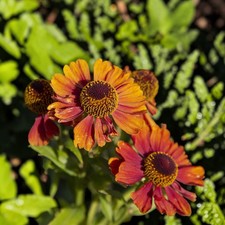 Helenium Strawberry Sundae in