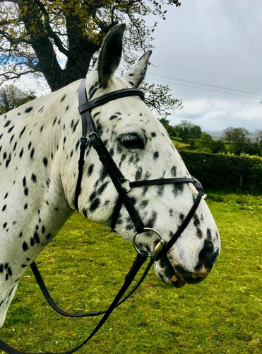 Grackle bridle rubber grip - bridle, &