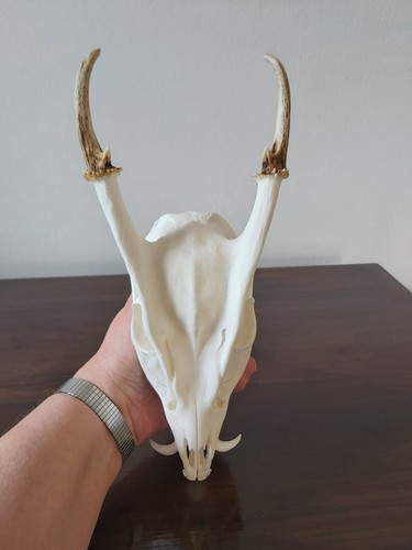 Muntjac buck deer skull - buck,