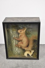 Vintage Taxidermy Squirrel and