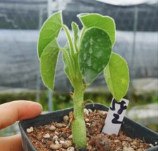 Rare Adenia keramanthus