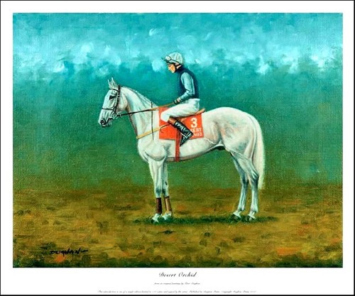 Desert orchid limited - desert,