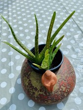 Two aloe vera plants easy - aloe,