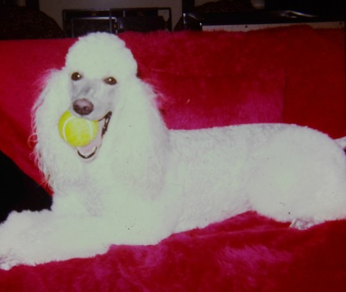 1960s white standard poodle - white,