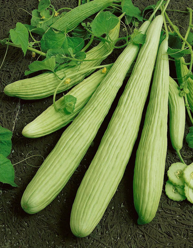 Cucumber white wonder bianco - white,