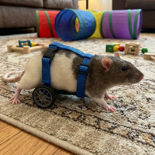 Adjustable rat wheelchair - rat,
