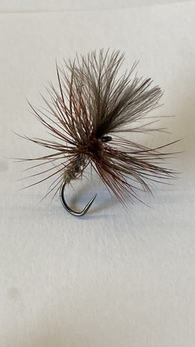 Hares ear grunters - 3,