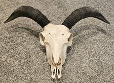 Fantastic Ram Skull taxidermy