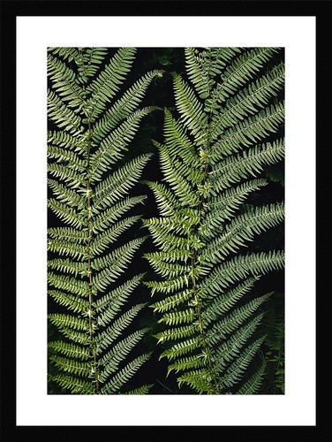 Timeless fern fronds print - fronds,