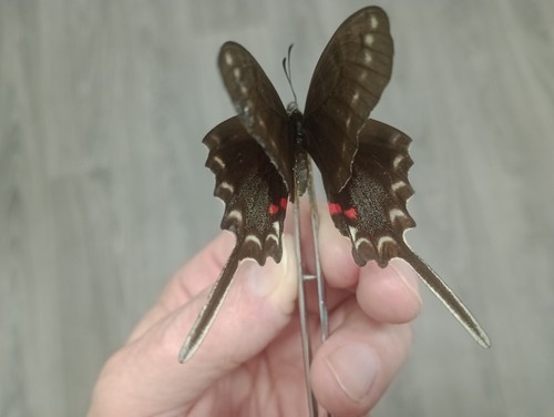 Papilio philolaus sp - ,