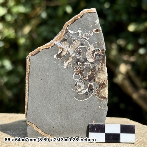 Promicroceras ammonite fossil - promicroceras,