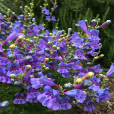 Penstemon Heavenly Blue | 3 Plug Plants | Perennial