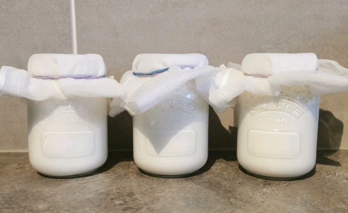 20g organic tibetan milk kefir - 20g,