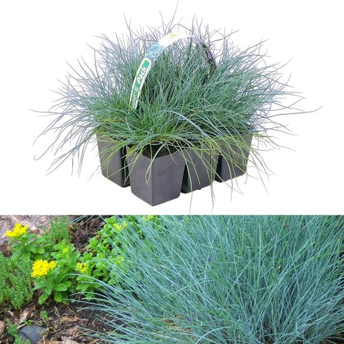 Festuca blue grasses in - festuca,