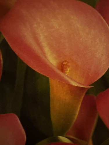 Zantedeschia calla lily pink - calla,