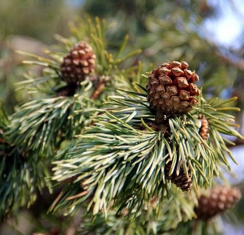 Pinus sylvestris 110cm - sylvestris, |