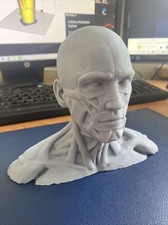 Human anatomical anatomy - human,