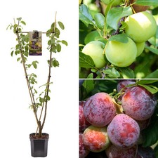 Plum Duo Fruit Tree Deciduous Outdoor White Flowering Hardy Garden Prunus in Pot