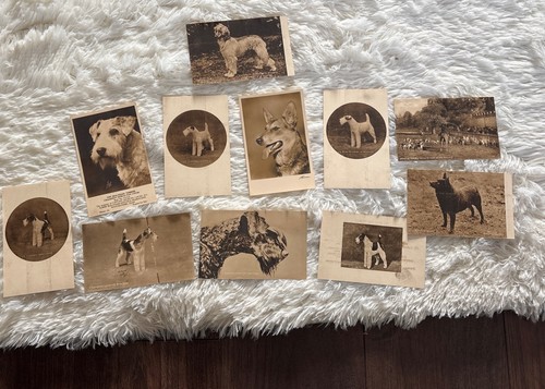 Vtg dog postcards champion - vtg,