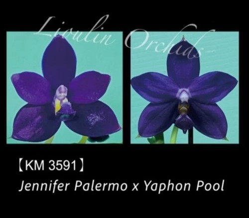 Phalaenopsis jennifer palermo - phalaenopsis,