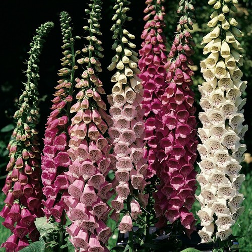 Thompson morgan foxglove - thompson, &