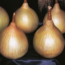 Onion Ailsa Craig Seeds 400 Fresh Vegetable Seeds for Planting UK Kings Seeds