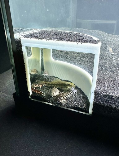 Aquarium corner cave - aquarium,