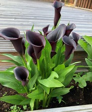 ZANTEDESCHIA BLACK STAR (ARUM) LILY BULBS SUMMER PERENNIAL POTTED 1 LITRE PLANT