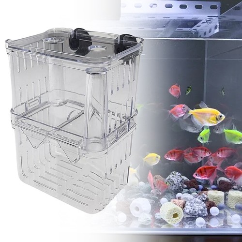 Aquarium fish breeding - aquarium,