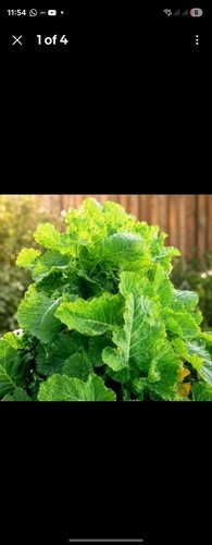 Austrian tree cabbage plug - 2,