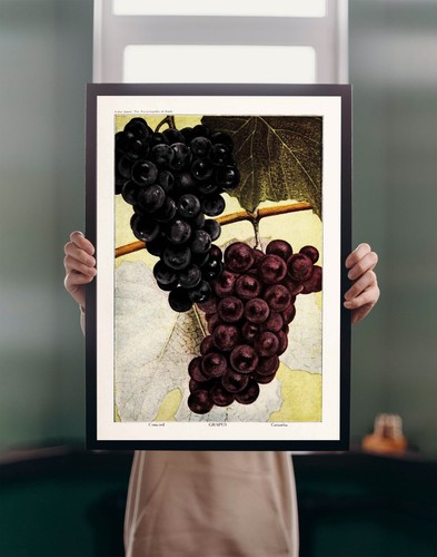Grapes 1923 illustration - 1923,