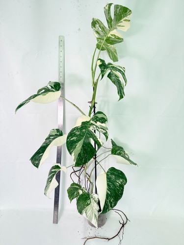 Monstera deliciosa albo - monstera,
