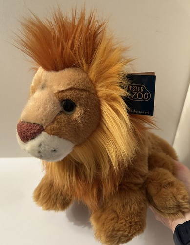 Chester zoo sitting lion - chester,