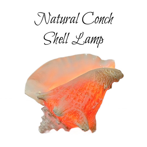 Lighted pink conch - lighted, seashell