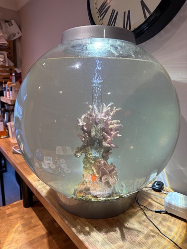Bio orb fish - fish, tank