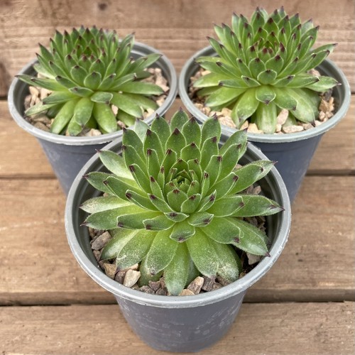 Sempervivum emerald swirl x - sempervivum, 3