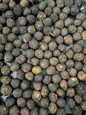 1Kg Black Walnuts New Season Fresh Wild Foraged from Norfolk Woodland Trees