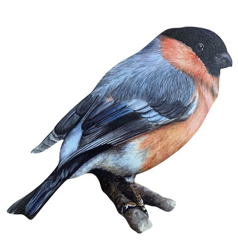 Bullfinch magnet - -,