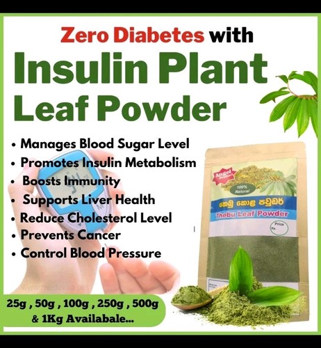 Insulin plant leaf - insulin,