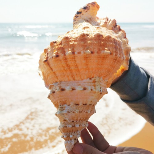 Natural rubeta conch shell sea - rubeta,