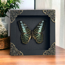 Real Butterfly Mounted Box