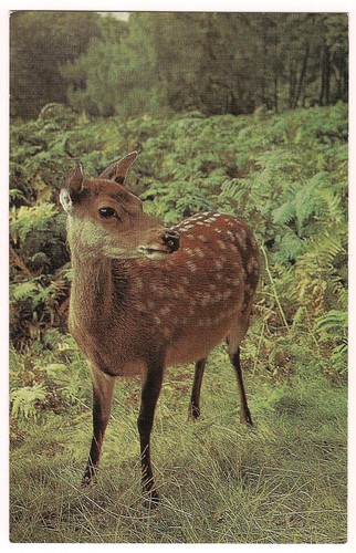 Sika deer large - large, white