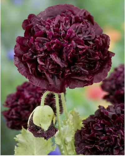 Peony double black poppy - 25,